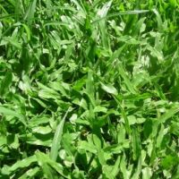 Bermuda Grand Carpet Grass