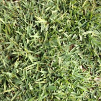 Turf Grass - Buffalo Green