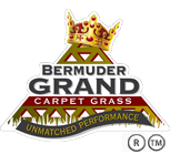 Bermuder Grand Carpet Grass