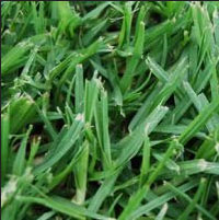 Grass